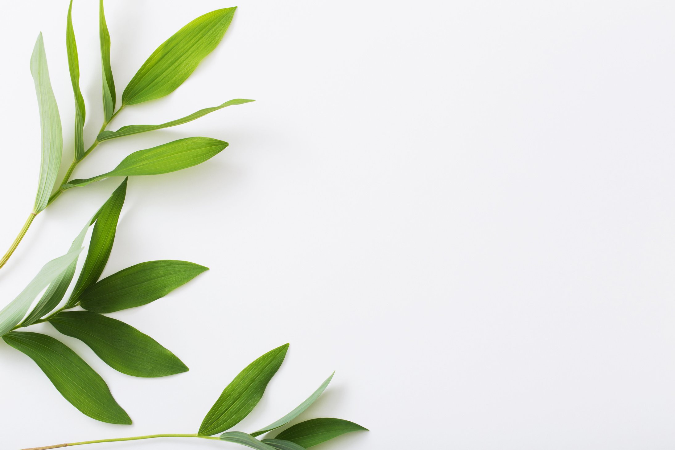 plants on white background